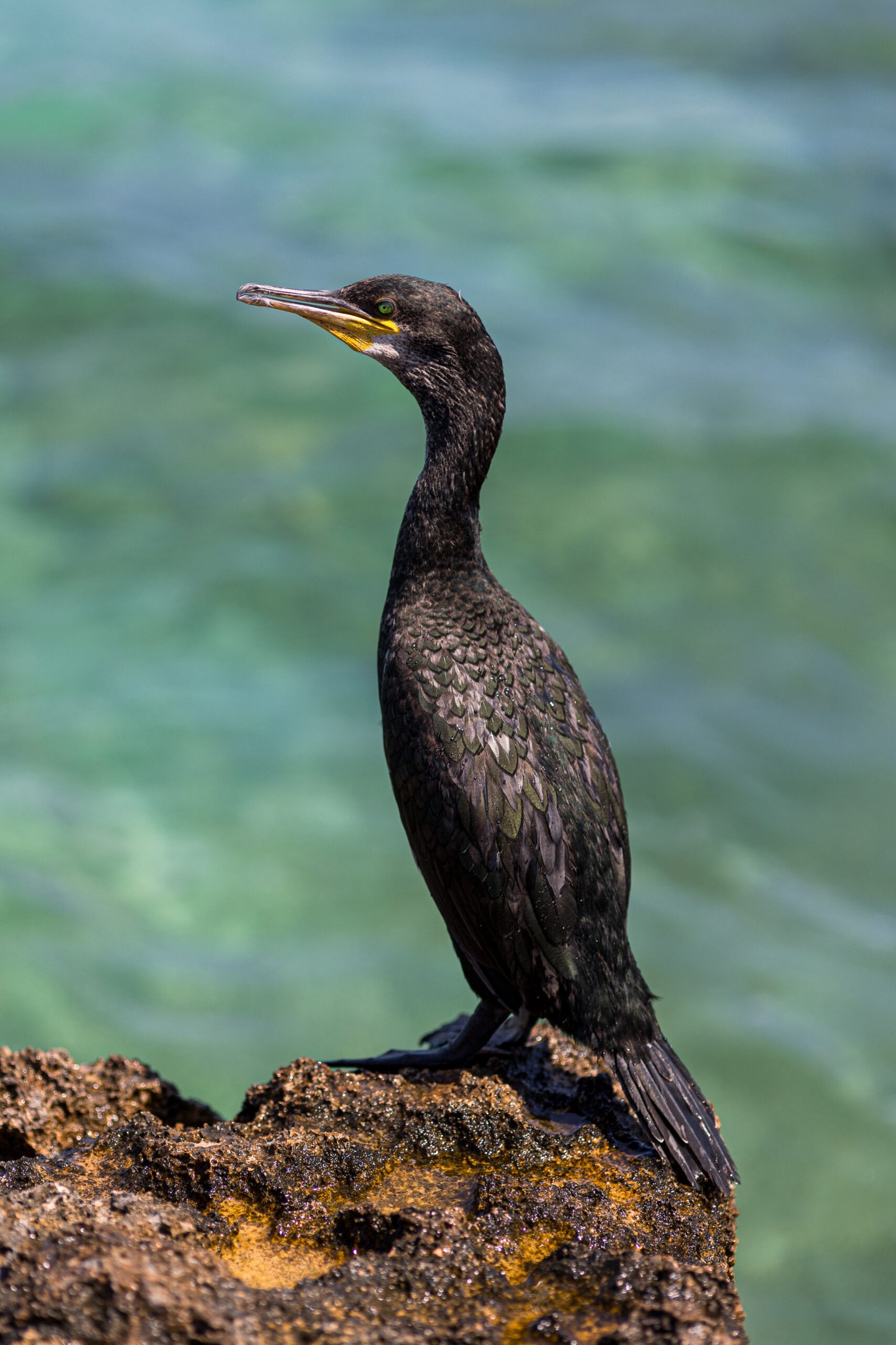 Observación de aves en Formentera (Birding)