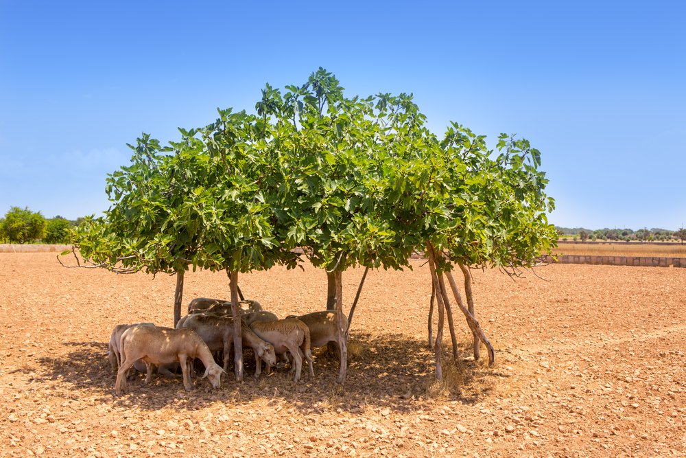 Il fico, l’albero simbolo di Formentera