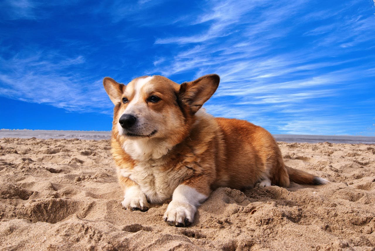 Ven a disfrutar de Formentera con tu mascota