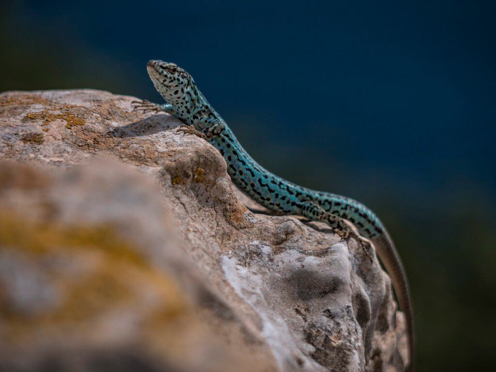 lagartija