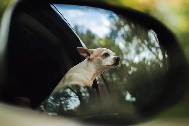 perro-coche