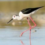 birding