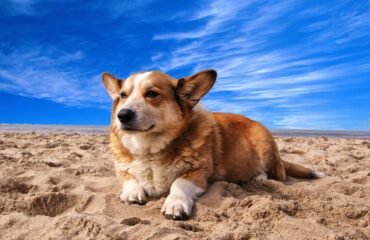 perro