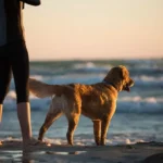 perro-en-la-playa