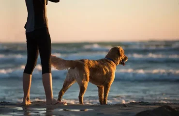 perro-en-la-playa