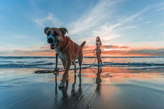 perro-playa